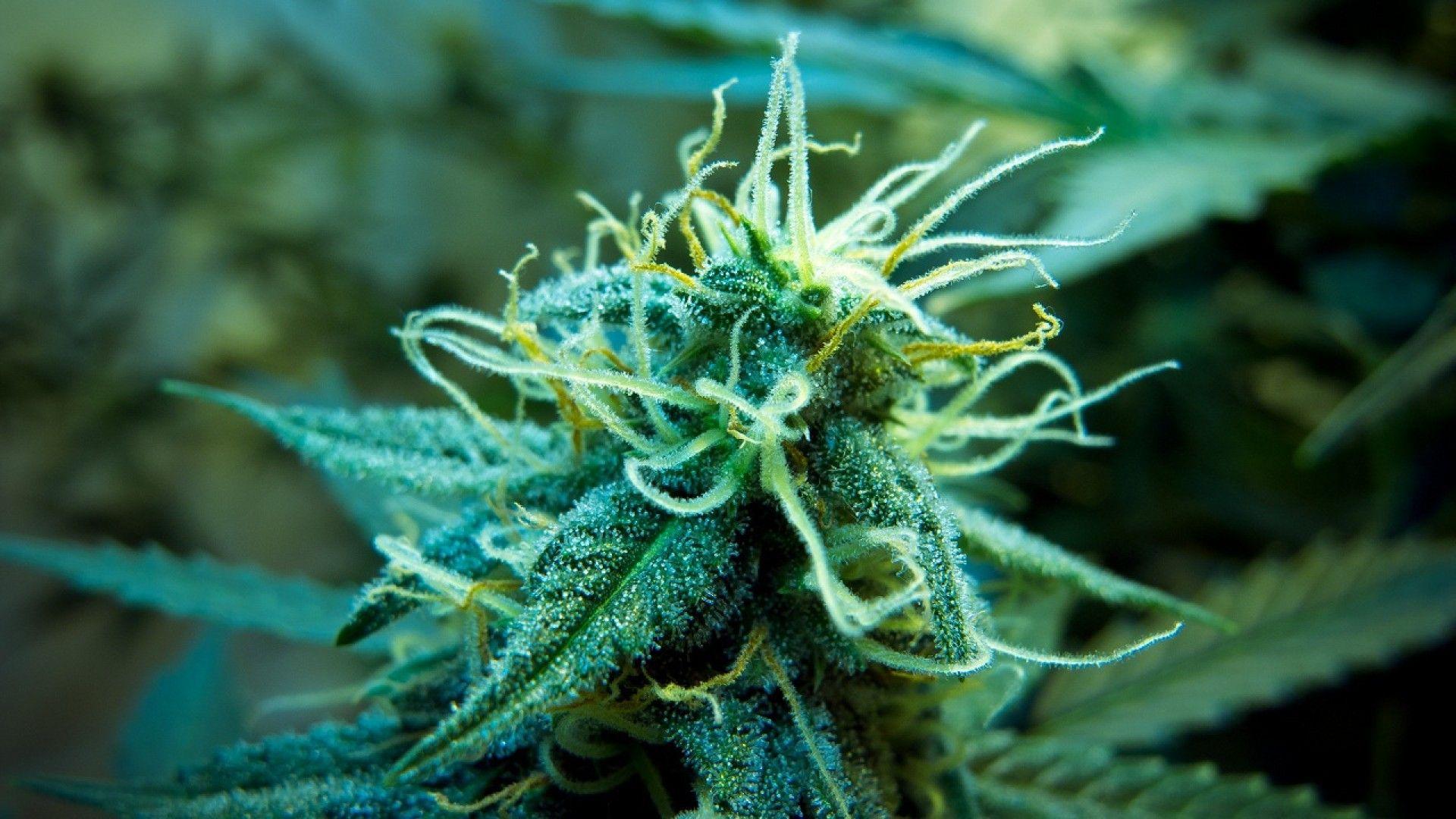 thc vape cheap