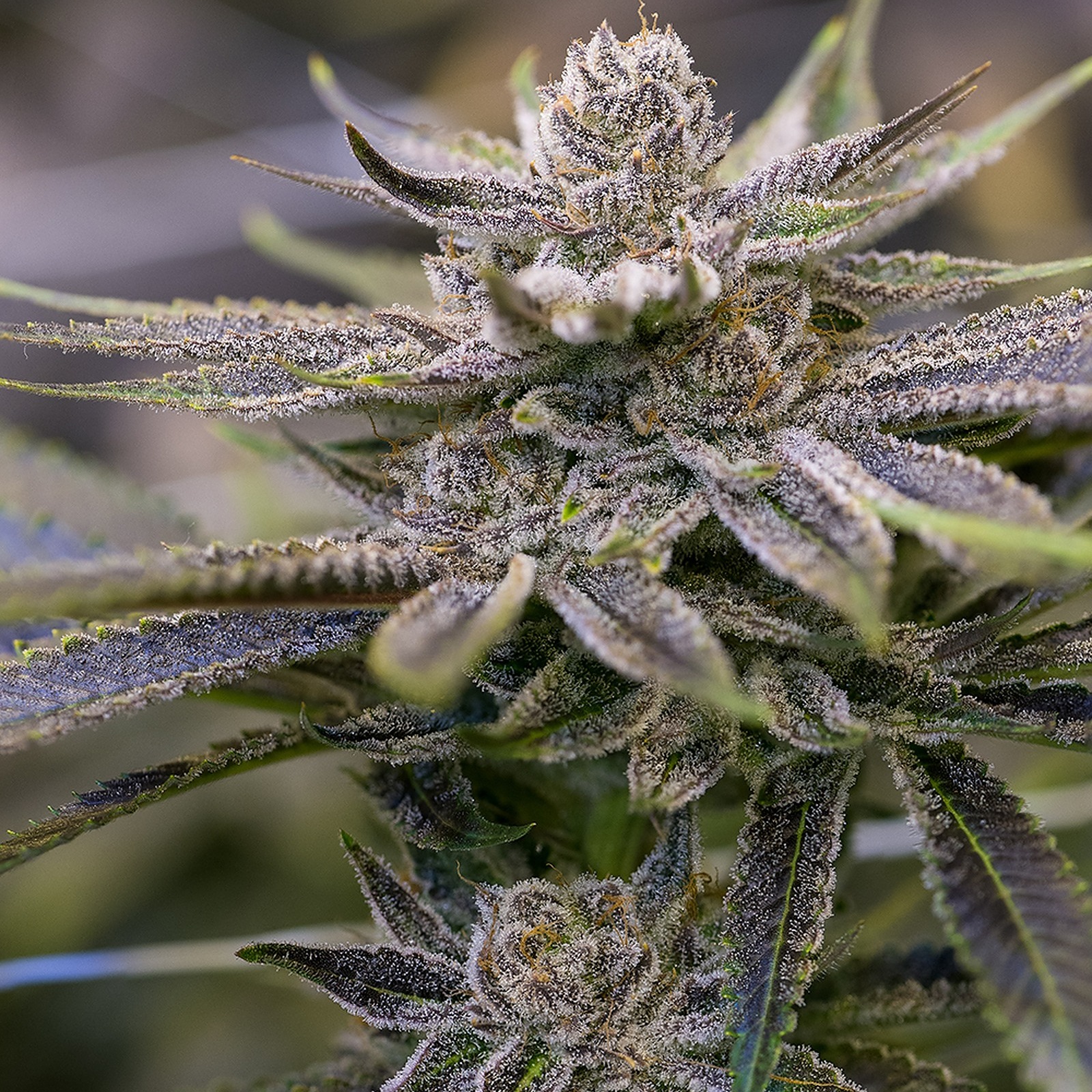 mac strain