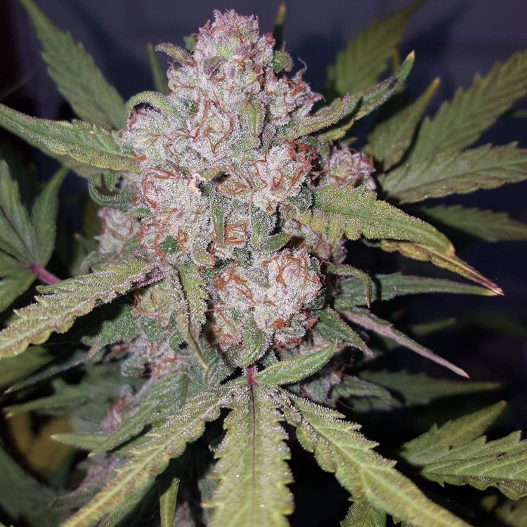 euphoric weed strains