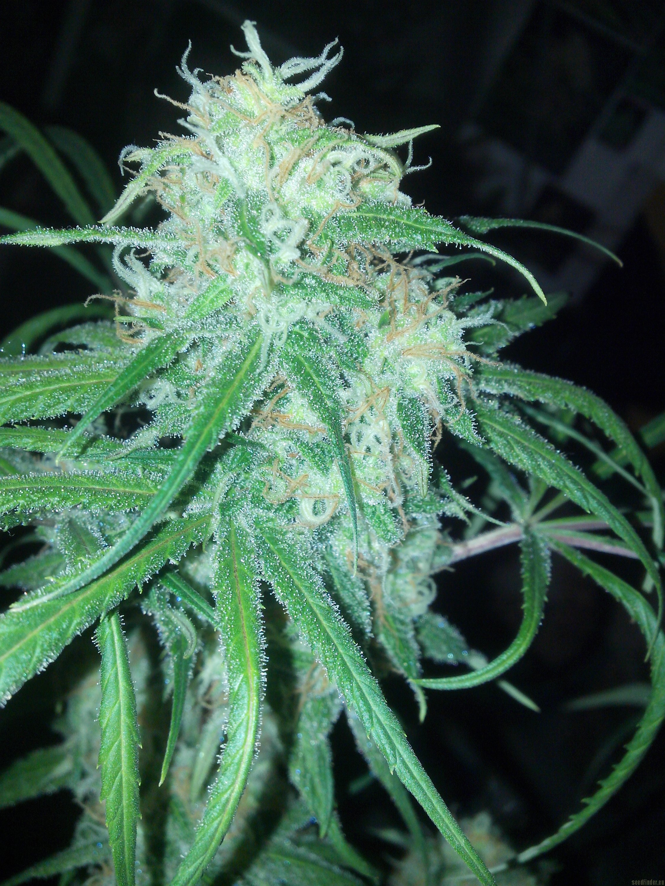 thc weed vapes uk