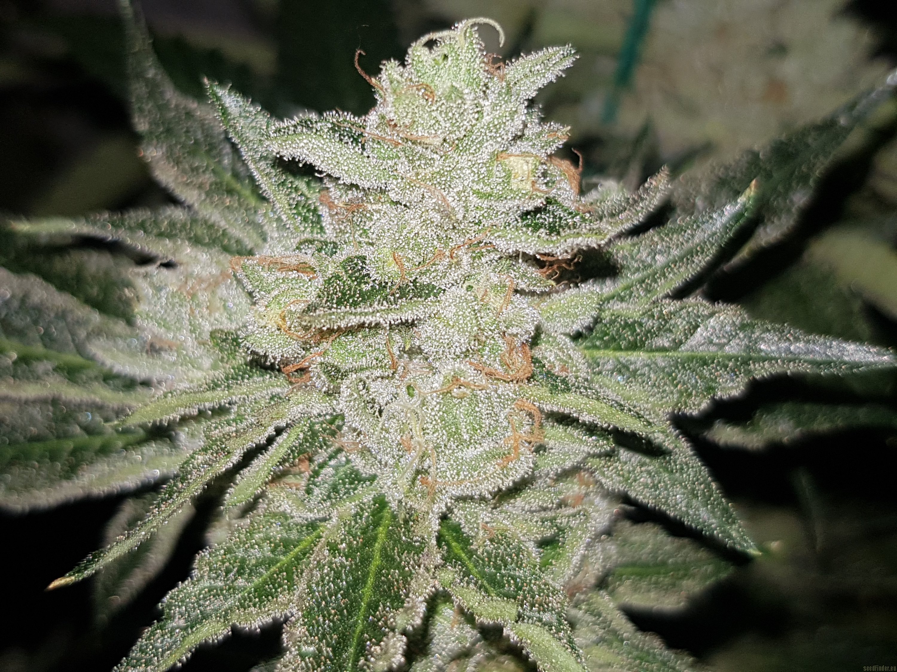 northeast weed