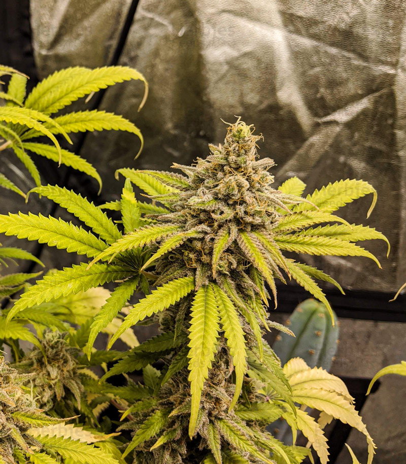 marijuana vapes buy online uk