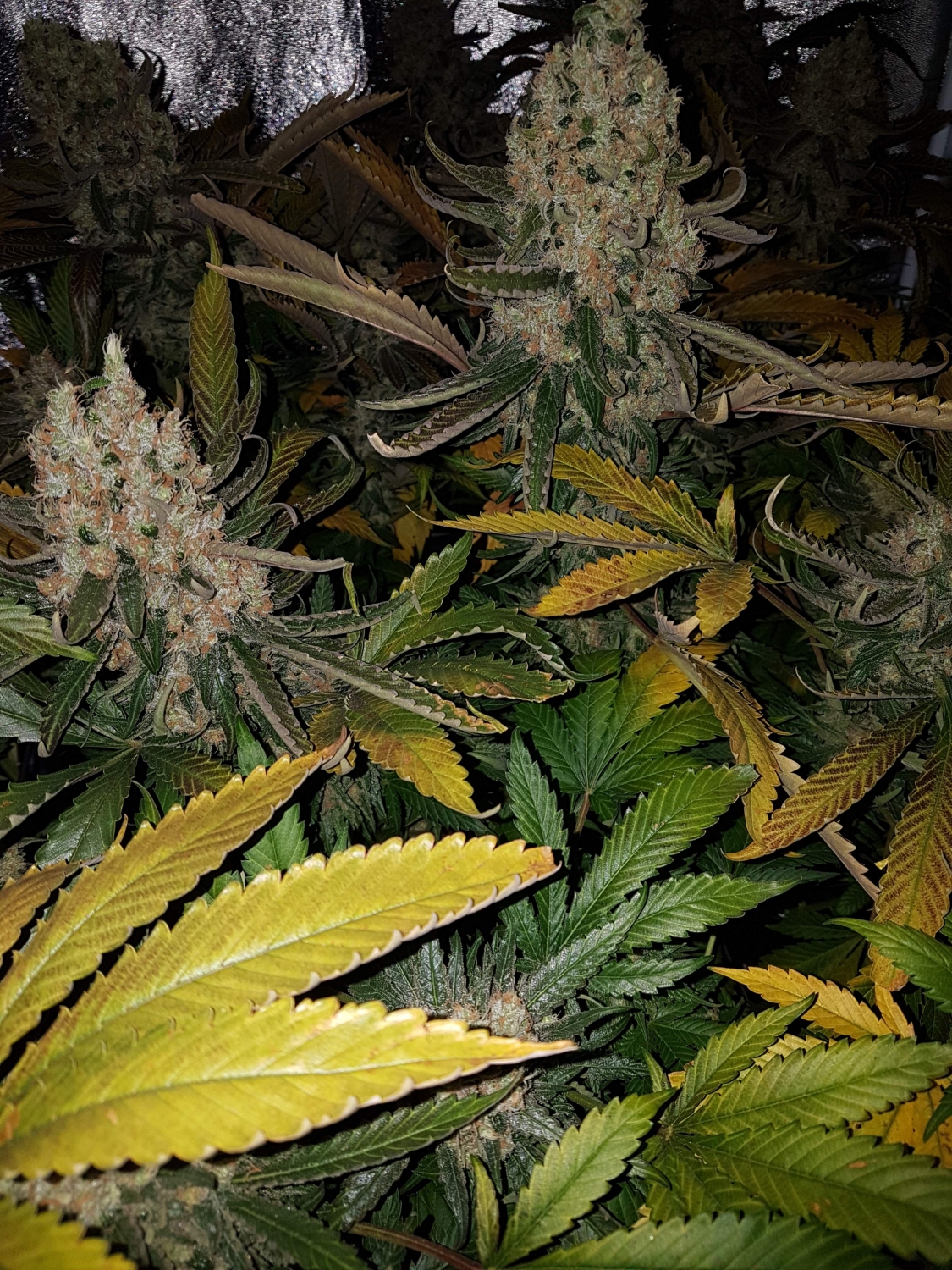where to buy thc a flower