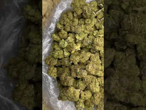 starz strain