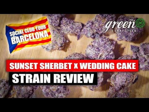 stoner patch dummies uk