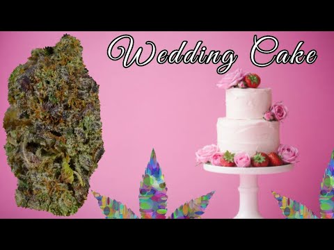 blueberry pie weed strain