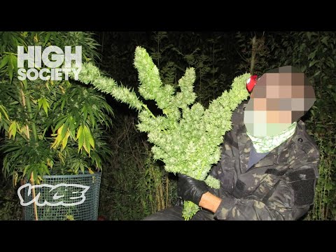 weed pen uk
