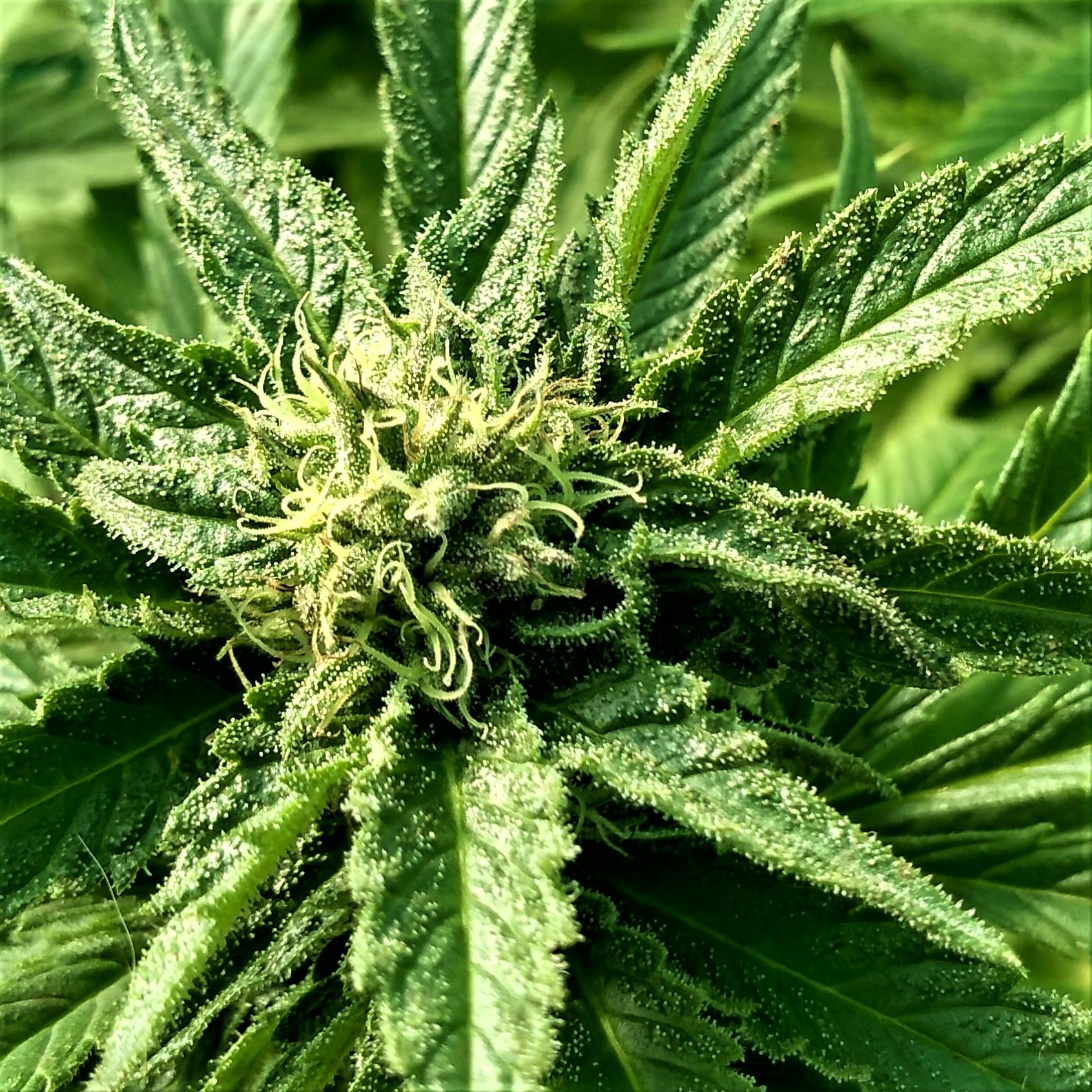 uk edibles