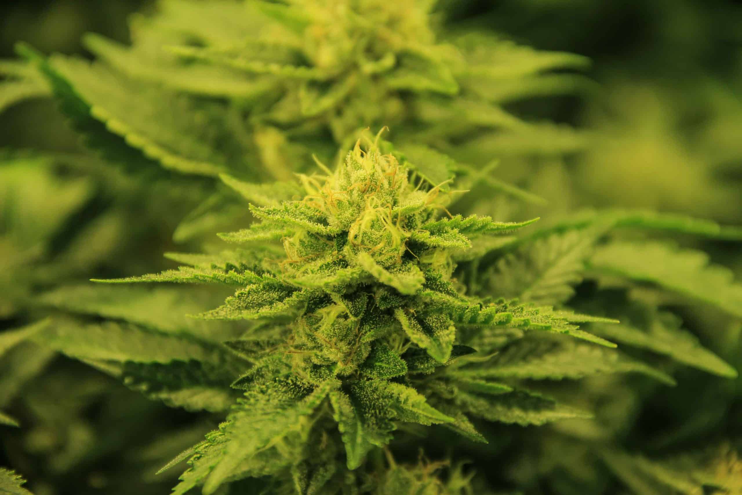 zerbert strain price