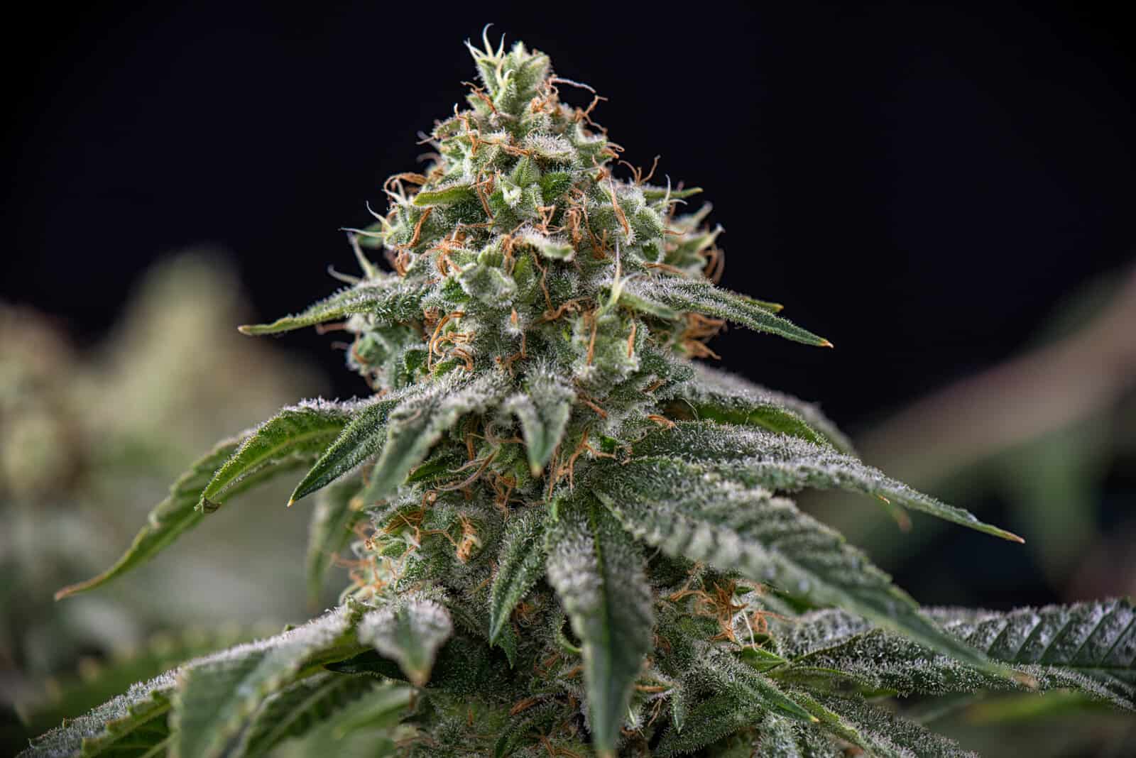 zheetos strain genetics