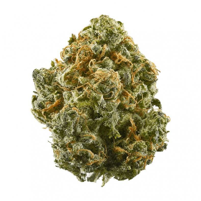 ray k 41 strain
