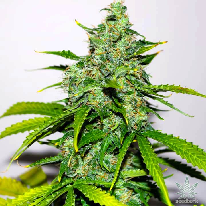 marijuana edibles uk