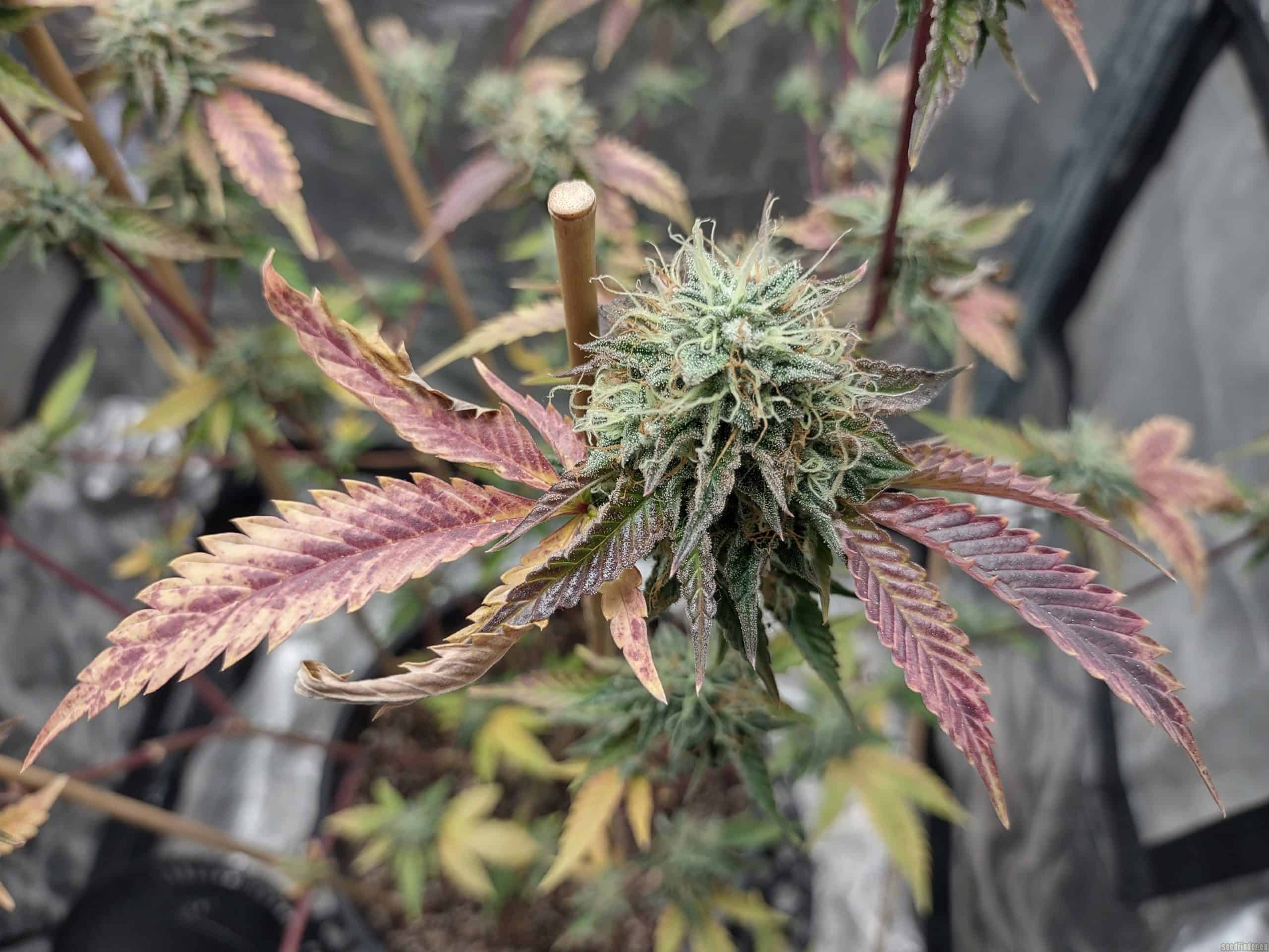 the bitz 420