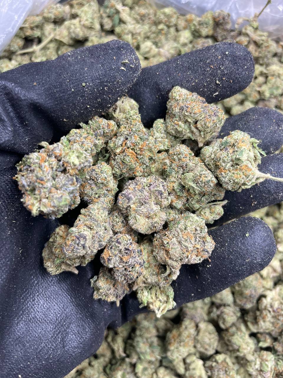jack herer vape