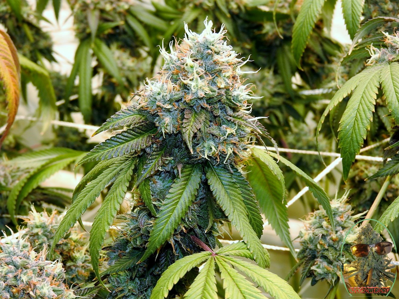 high thc uk